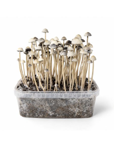 Growkit Panaeolus cyanescens Hawaii Copelandia – Mycotek – Kit mit Pilzen, Vorderansicht