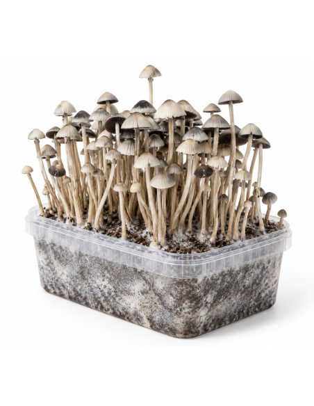 Growkit Panaeolus cyanescens Hawaii Copelandia – Mycotek – Kit mit Pilzen, Schrägansicht