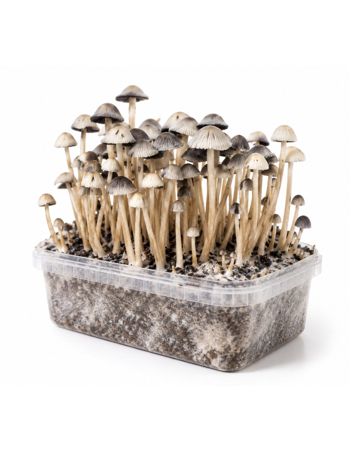 Growkit Panaeolus cyanescens Hawaii Copelandia – Mycotek – Hüte und Stiele, Schrägansicht