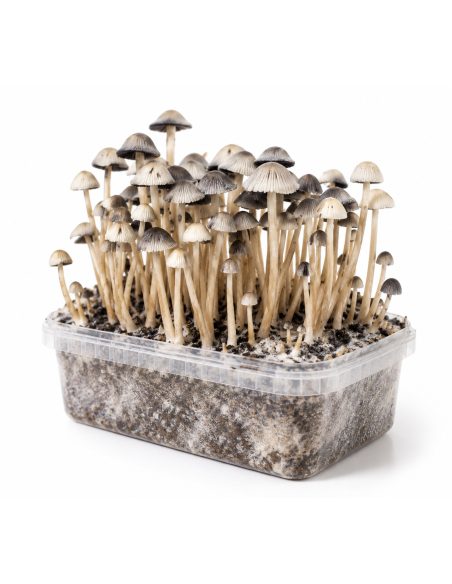 Growkit Panaeolus cyanescens Hawaii Copelandia – Mycotek – Hüte und Stiele, Schrägansicht