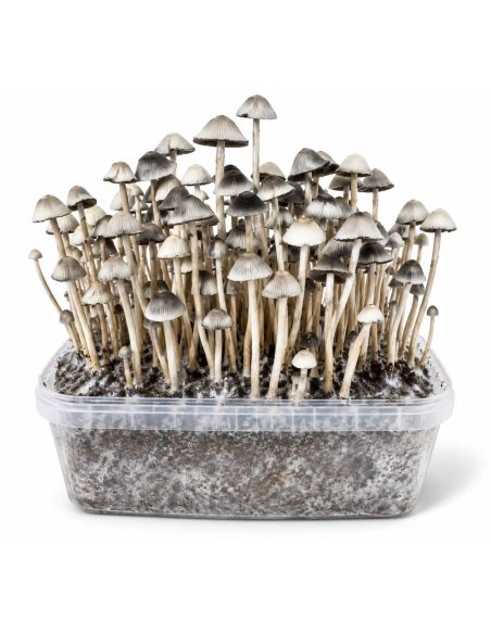Growkit Panaeolus cyanescens Hawaii Copelandia – Mycotek – Kit mit Pilzen, frontal