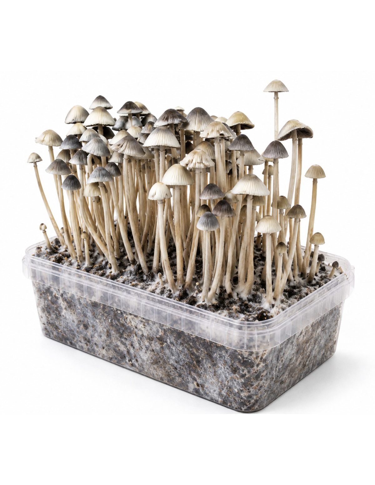 Growkit Panaeolus cyanescens Hawaii Copelandia – Mycotek – Kit mit Pilzen, Ansicht von links