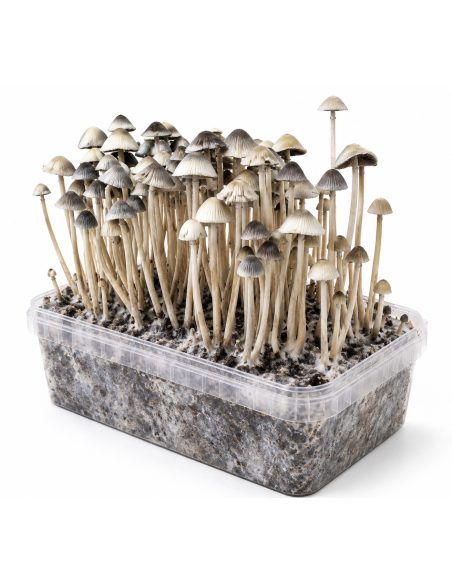 Growkit Panaeolus cyanescens Hawaii Copelandia – Mycotek – Kit mit Pilzen, Ansicht von links