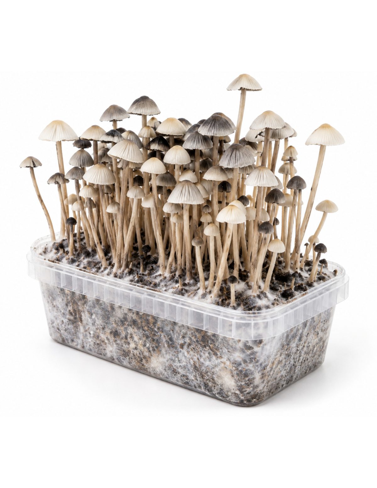 Growkit Panaeolus cyanescens Hawaii Copelandia – Mycotek – Pilze über dem Substrat, Schrägansicht