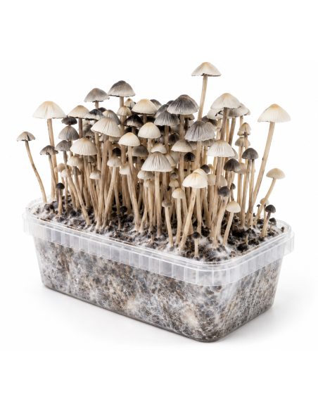 Growkit Panaeolus cyanescens Hawaii Copelandia – Mycotek – Pilze über dem Substrat, Schrägansicht