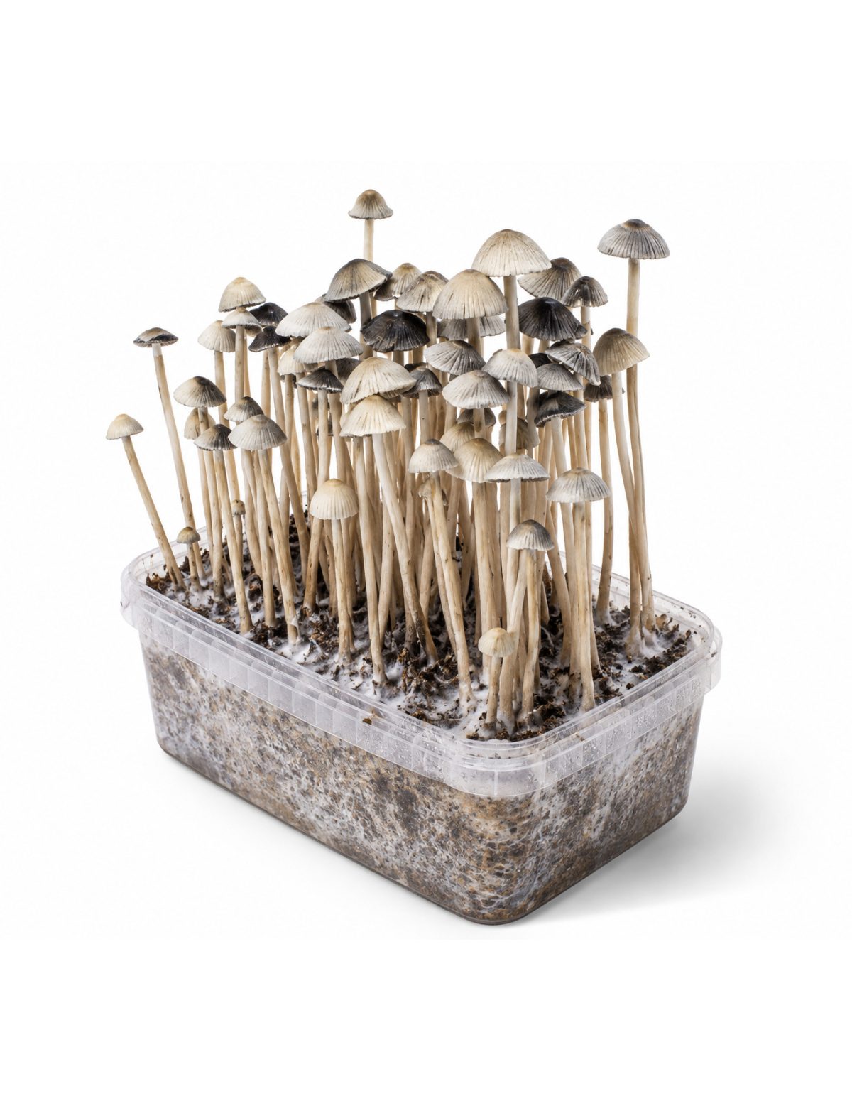 Growkit Panaeolus cyanescens Hawaii Copelandia – Mycotek – Kit mit Pilzen, Ansicht von rechts