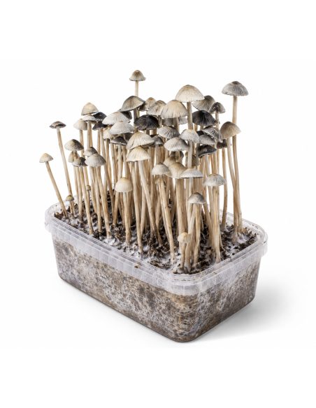 Growkit Panaeolus cyanescens Hawaii Copelandia – Mycotek – Kit mit Pilzen, Ansicht von rechts