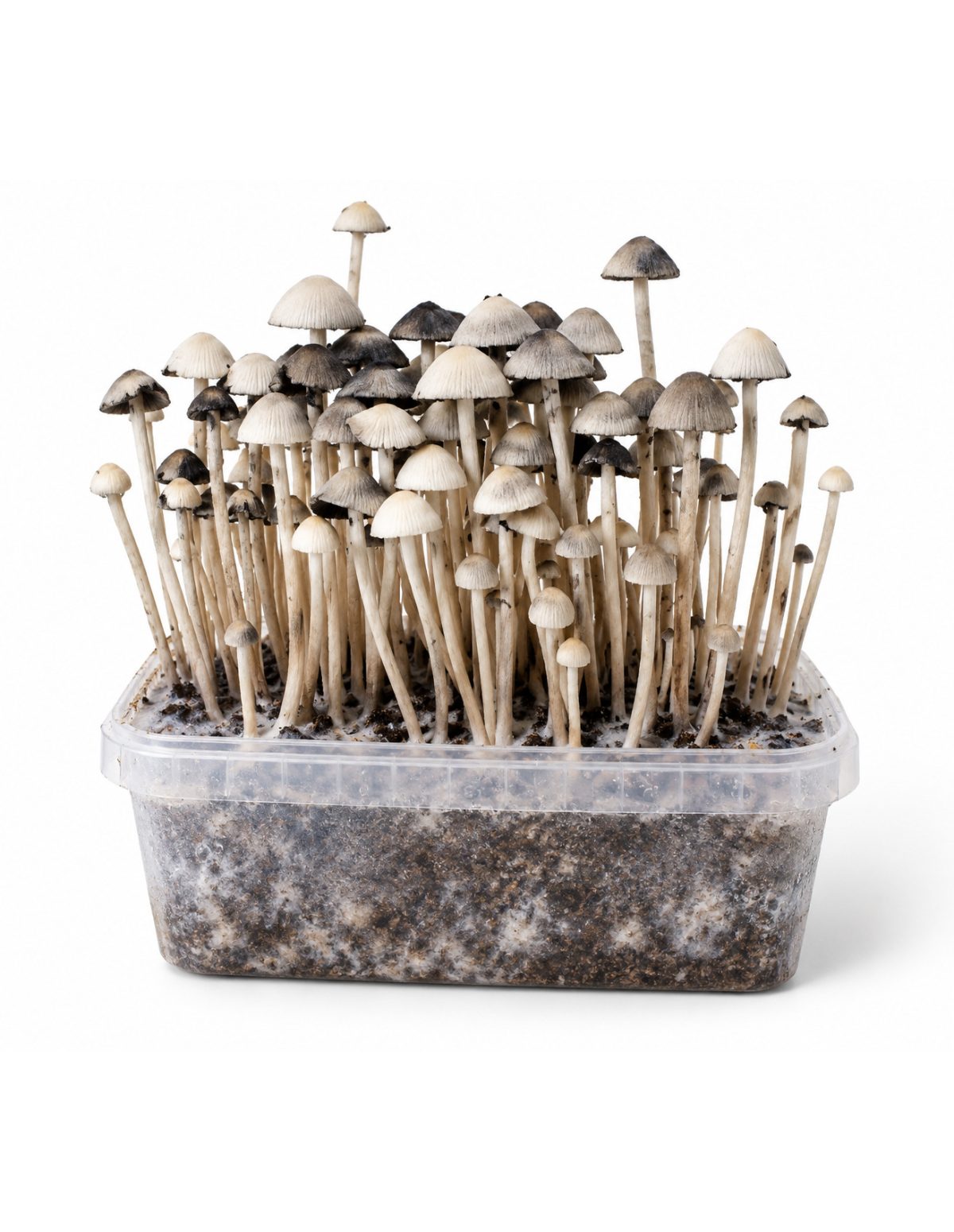 Growkit Panaeolus cyanescens Hawaii Copelandia – Mycotek – Substrat durch die durchsichtige Kunststoffbox sichtbar