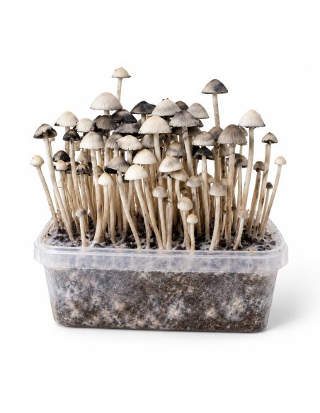 Growkit Panaeolus cyanescens Hawaii Copelandia – Mycotek – Substrat durch die durchsichtige Kunststoffbox sichtbar