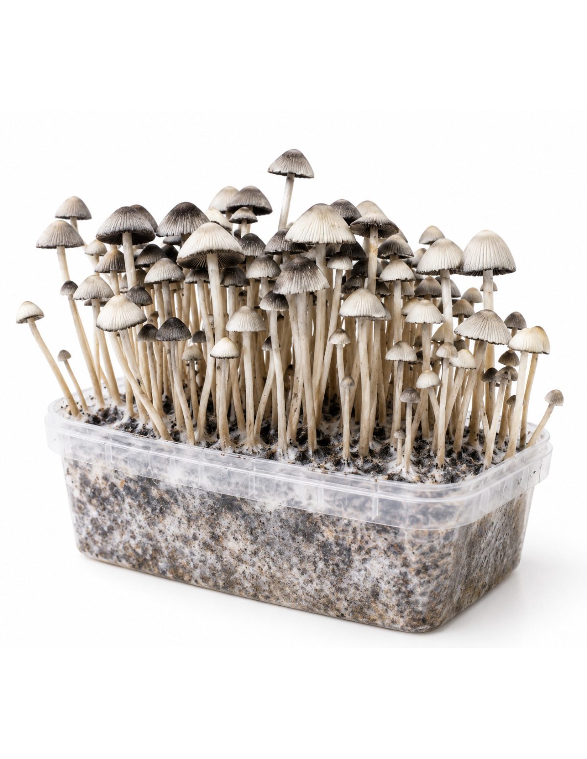 Growkit Panaeolus cyanescens Hawaii Copelandia – Mycotek – Büschel schlanker Stiele, Schrägansicht