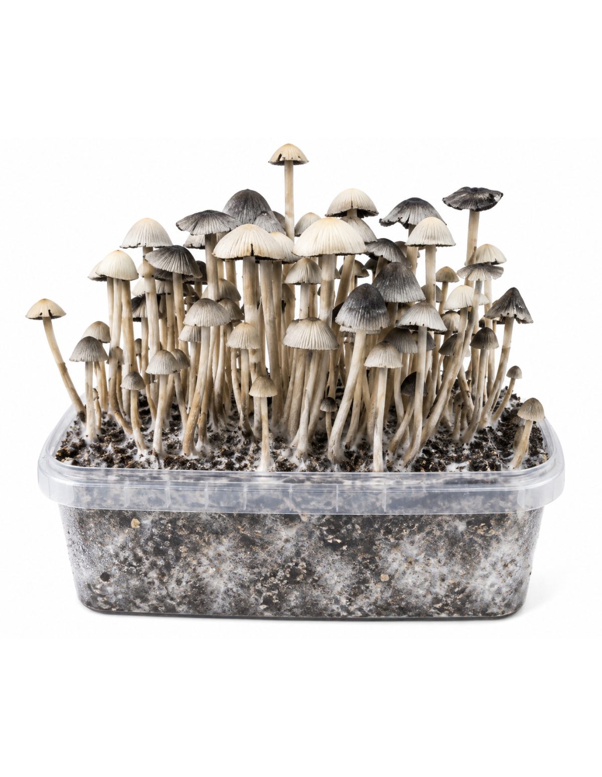 Growkit Panaeolus cyanescens Hawaii Copelandia – Mycotek – graue Hüte und Stiele, Vorderansicht