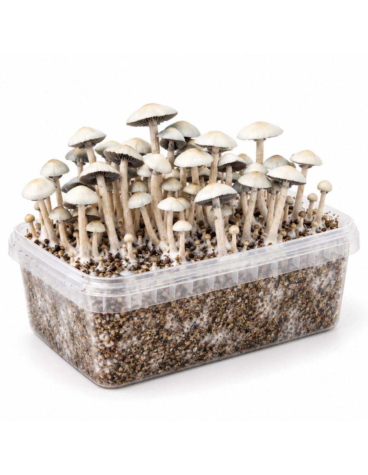 Growkit Panaeolus cyanescens MIB – Mycotek – Kit mit Pilzen, Dreiviertelansicht