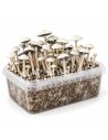 Growkit Panaeolus cyanescens MIB – Mycotek – Kit mit Pilzen, Dreiviertelansicht