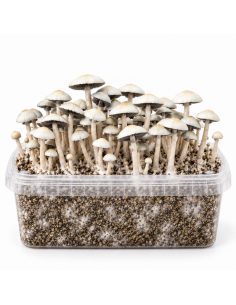 Growkit Panaeolus cyanescens MIB – Mycotek 2