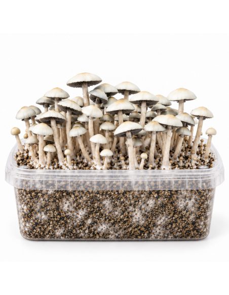 Growkit Panaeolus cyanescens MIB – Mycotek – Kit mit Pilzen, Vorderansicht