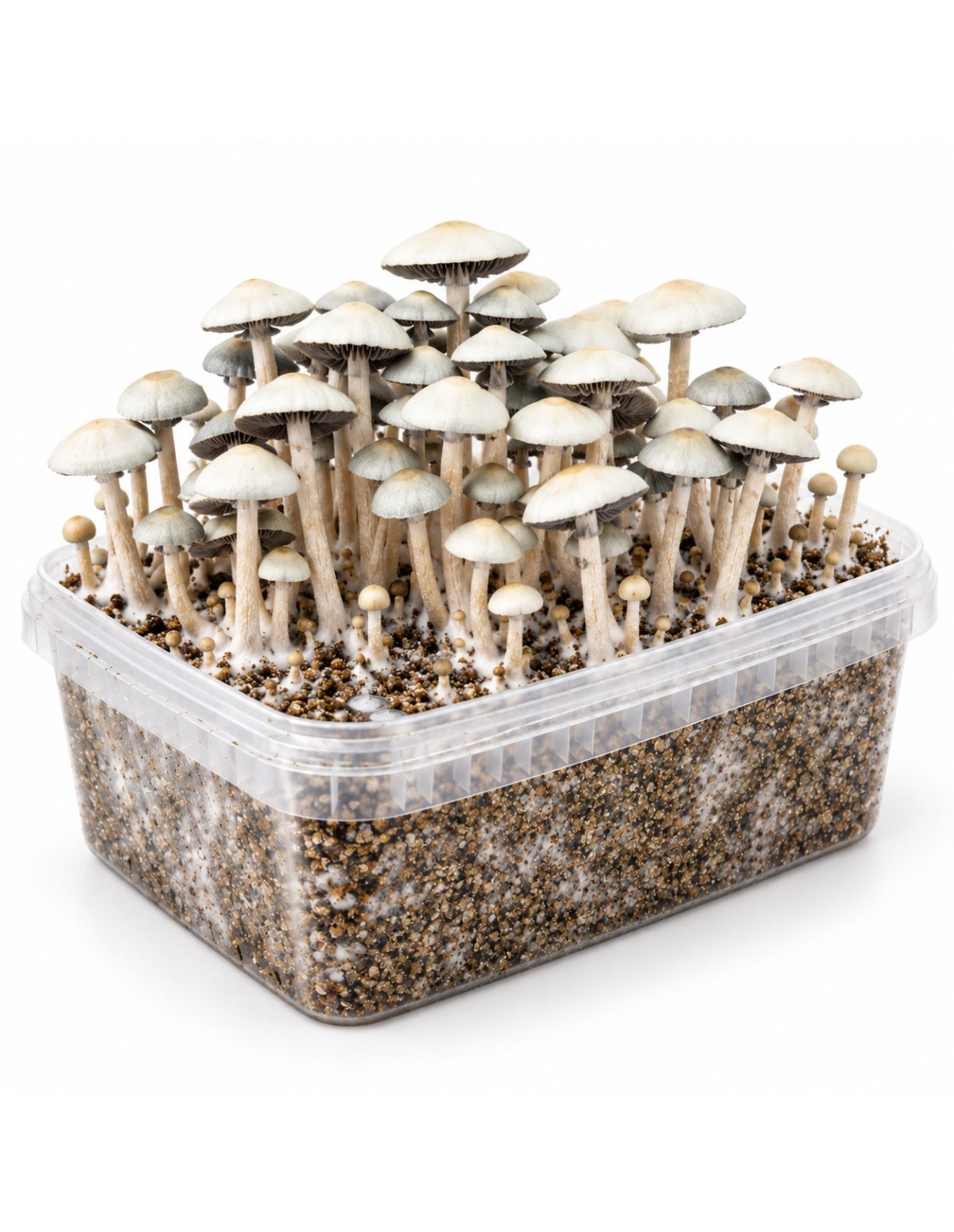 Growkit Panaeolus cyanescens MIB – Mycotek – Kit mit Pilzen, Blick auf die Schmalseite