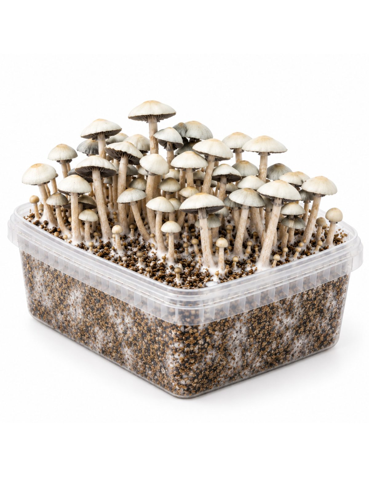 Growkit Panaeolus cyanescens MIB – Mycotek – Kit mit Pilzen, Blick auf die Längsseite