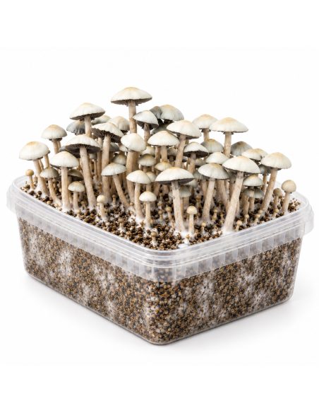 Growkit Panaeolus cyanescens MIB – Mycotek – Kit mit Pilzen, Blick auf die Längsseite