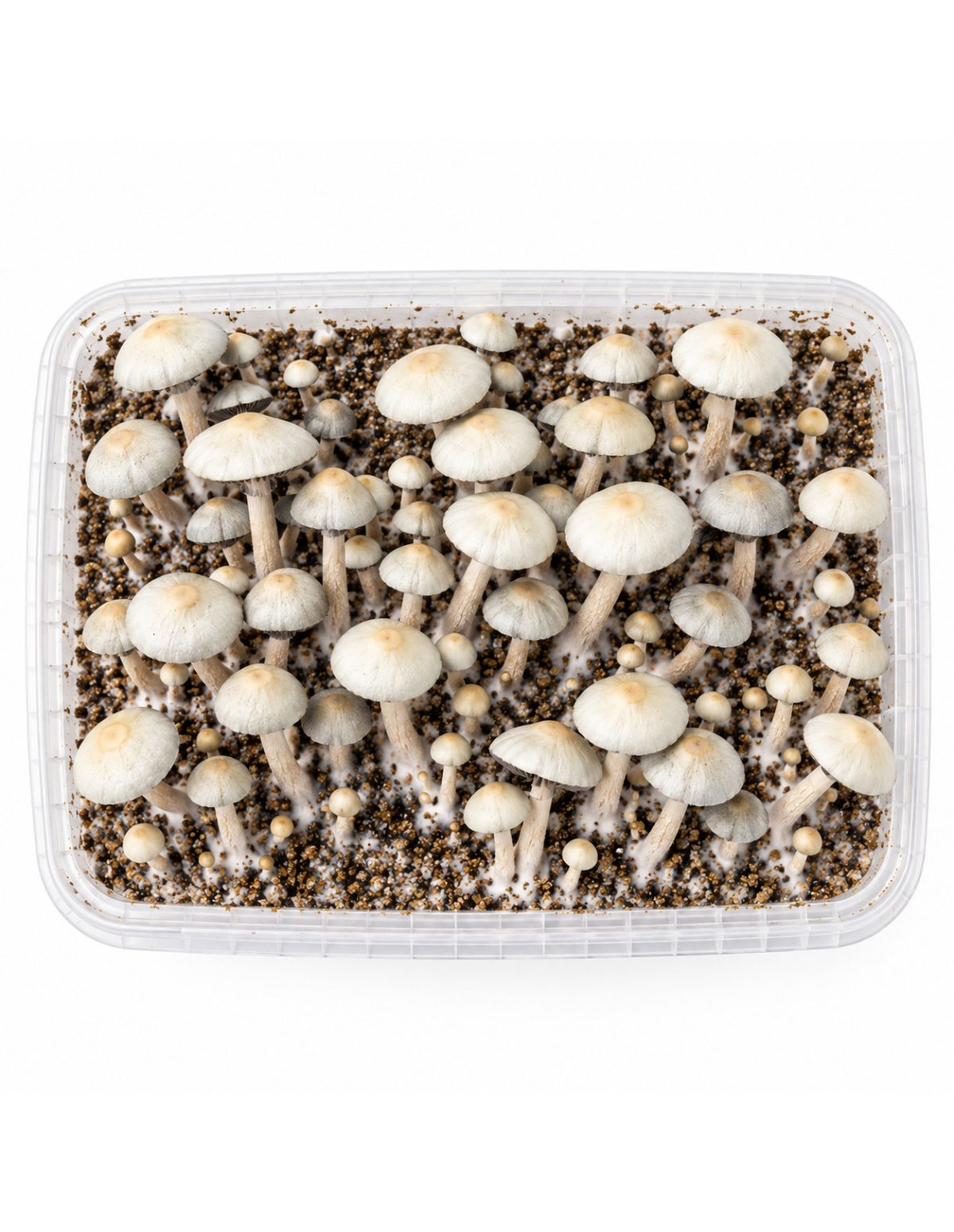 Growkit Panaeolus cyanescens MIB – Mycotek – Kit mit Pilzen, von oben