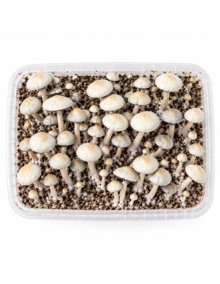 Growkit Panaeolus cyanescens MIB – Mycotek – Kit mit Pilzen, von oben