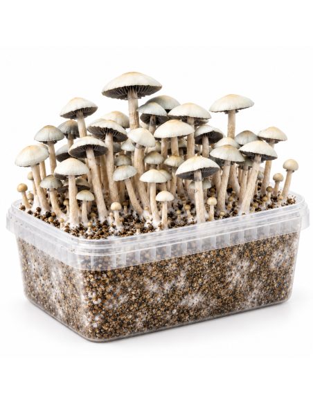 Growkit Panaeolus cyanescens MIB – Mycotek – Kit mit Pilzen, Seitenansicht
