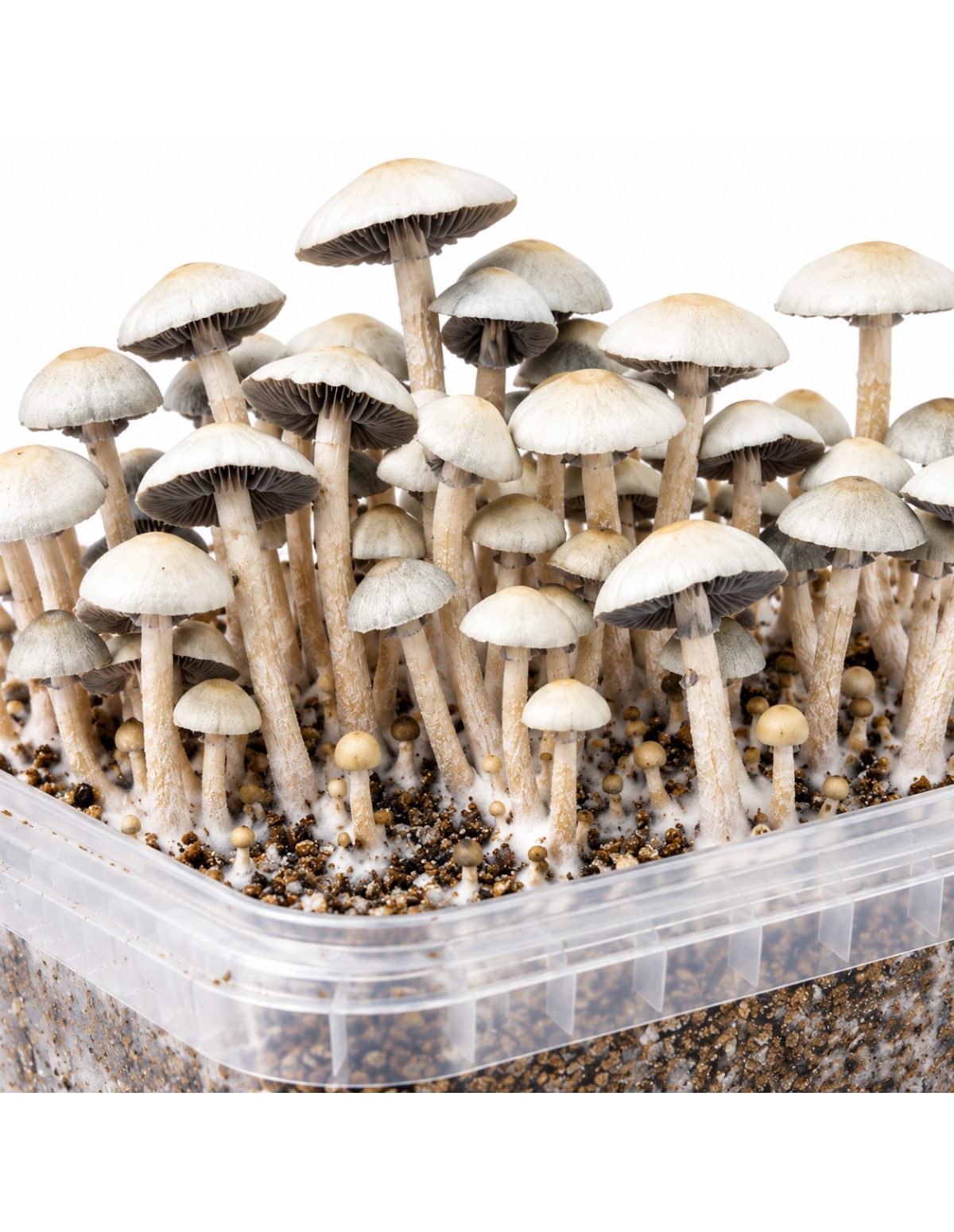 Growkit Panaeolus cyanescens MIB – Mycotek – Nahaufnahme von Hüten und Stielen