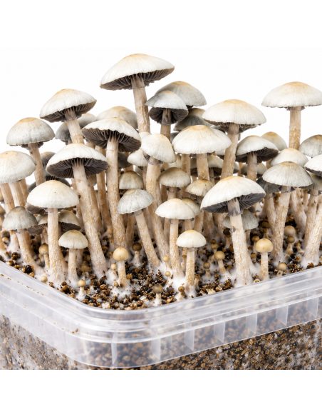 Growkit Panaeolus cyanescens MIB – Mycotek – Nahaufnahme von Hüten und Stielen