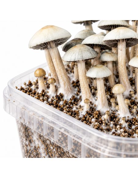 Growkit Panaeolus cyanescens MIB – Mycotek – Detail der Stiele auf dem Substrat
