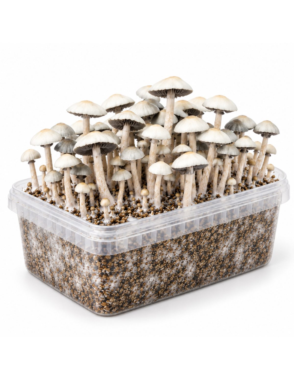 Growkit Panaeolus cyanescens MIB – Mycotek – Kit mit Pilzen, Schrägansicht