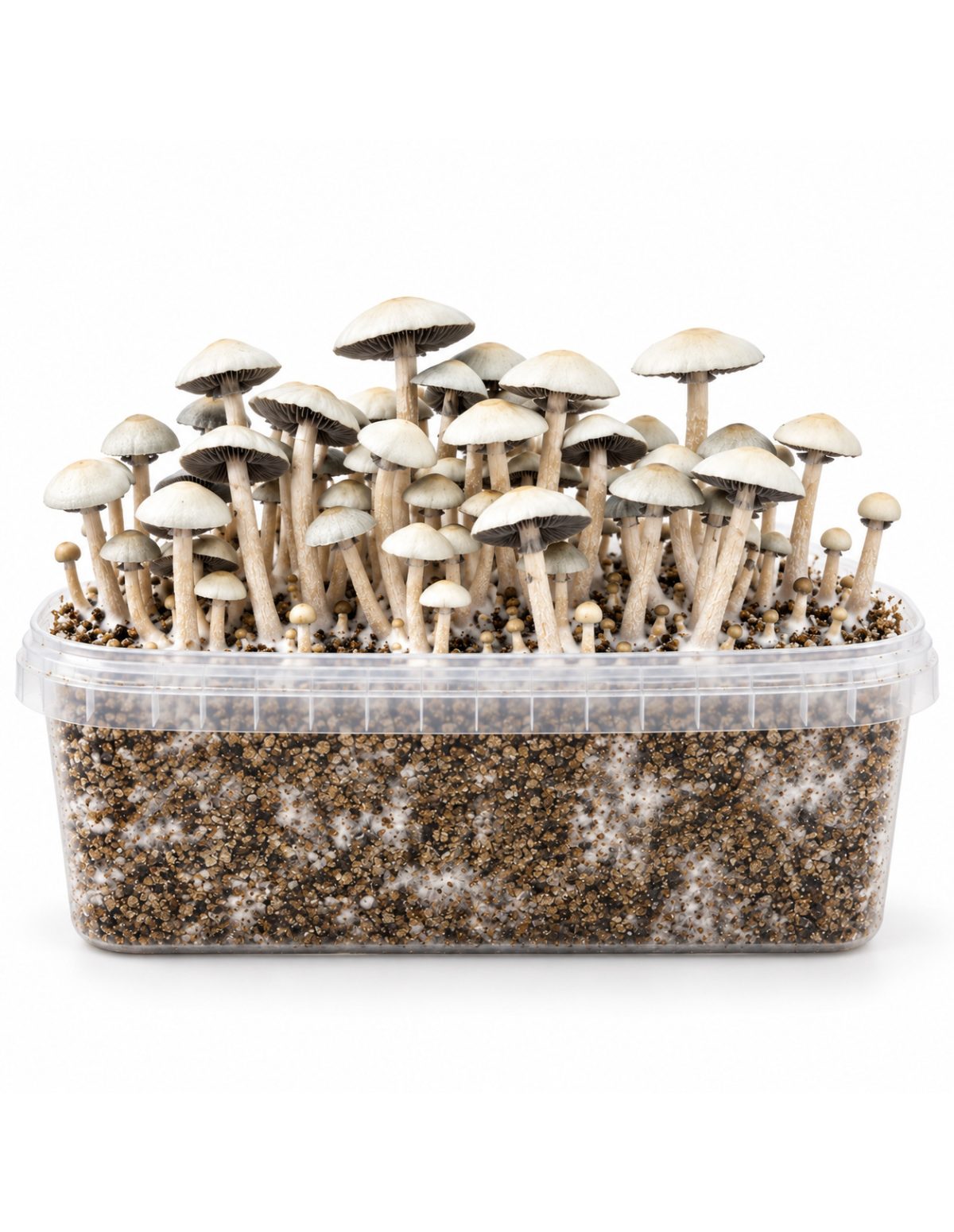 Growkit Panaeolus cyanescens MIB – Mycotek – Kit mit Pilzen, frontal
