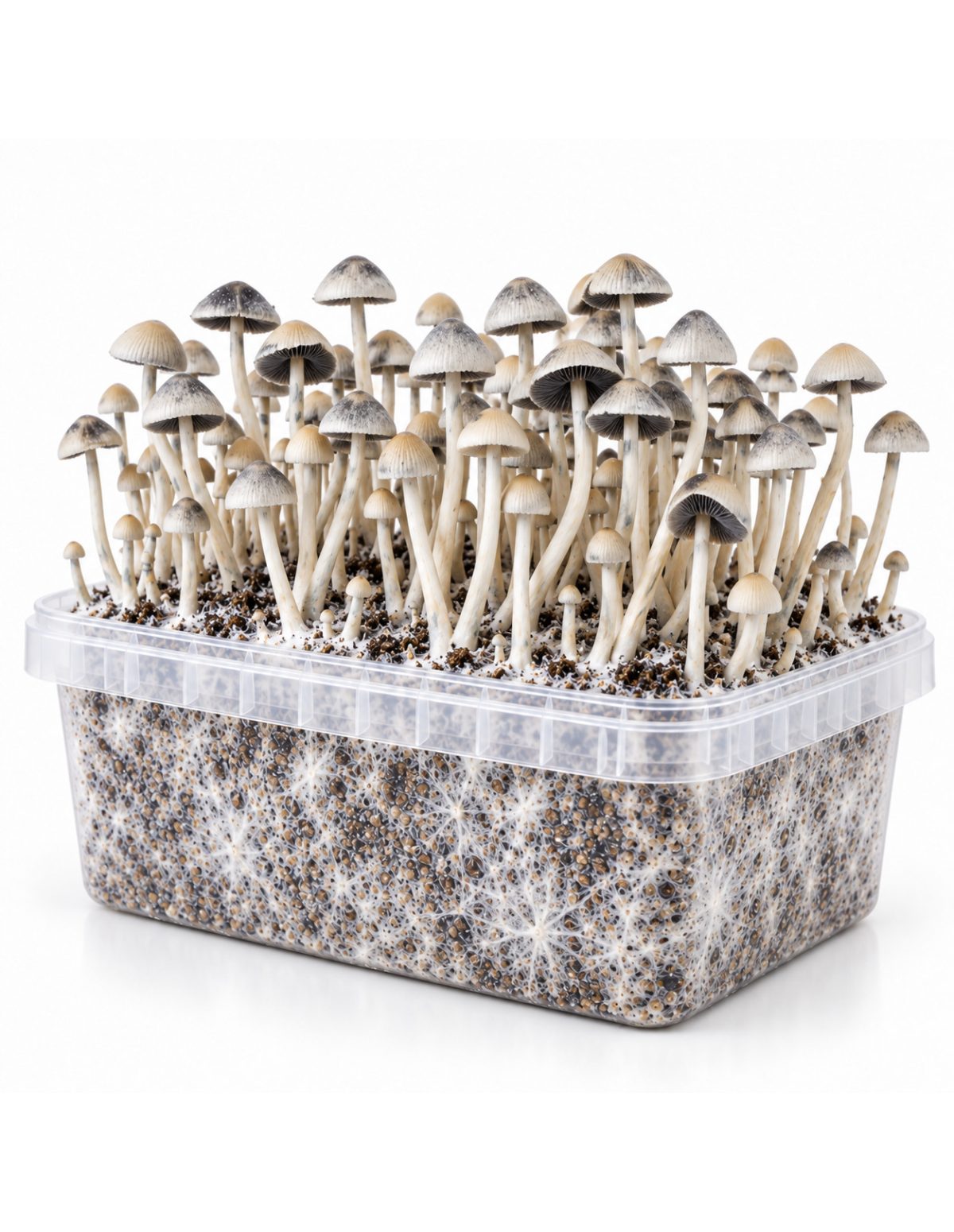 Growkit Panaeolus cyanescens BSRS – Mycotek – Kit mit Pilzen, Schrägansicht