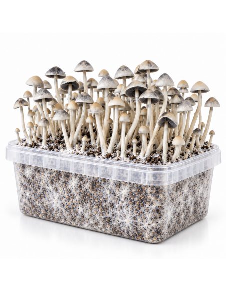 Growkit Panaeolus cyanescens BSRS – Mycotek – Kit mit Pilzen, Schrägansicht