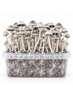 Growkit Panaeolus cyanescens BSRS – Mycotek 2