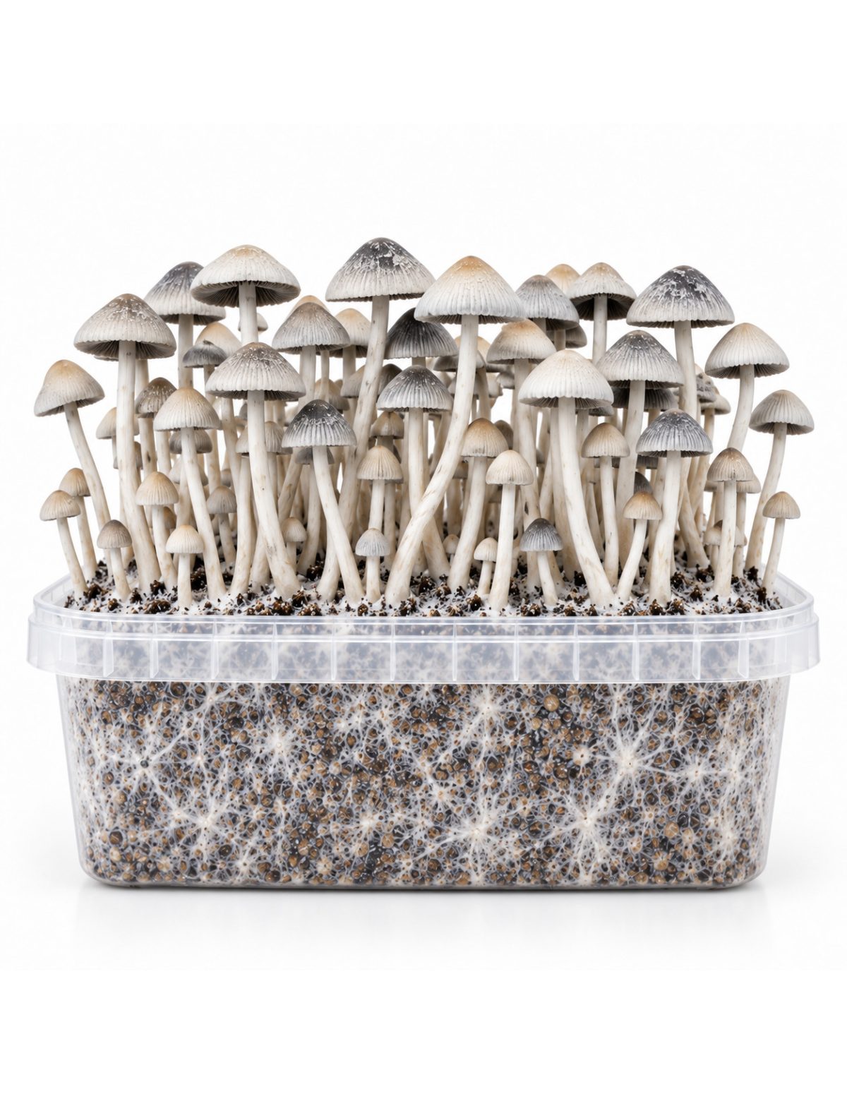 Growkit Panaeolus cyanescens BSRS – Mycotek – Kit mit Pilzen, Vorderansicht