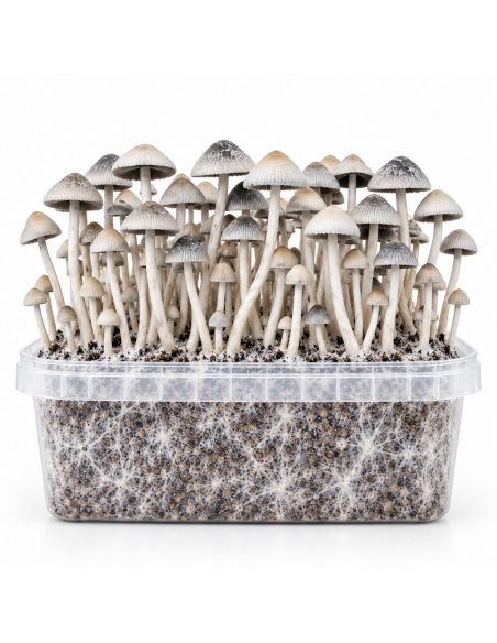 Growkit Panaeolus cyanescens BSRS – Mycotek – Kit mit Pilzen, Vorderansicht