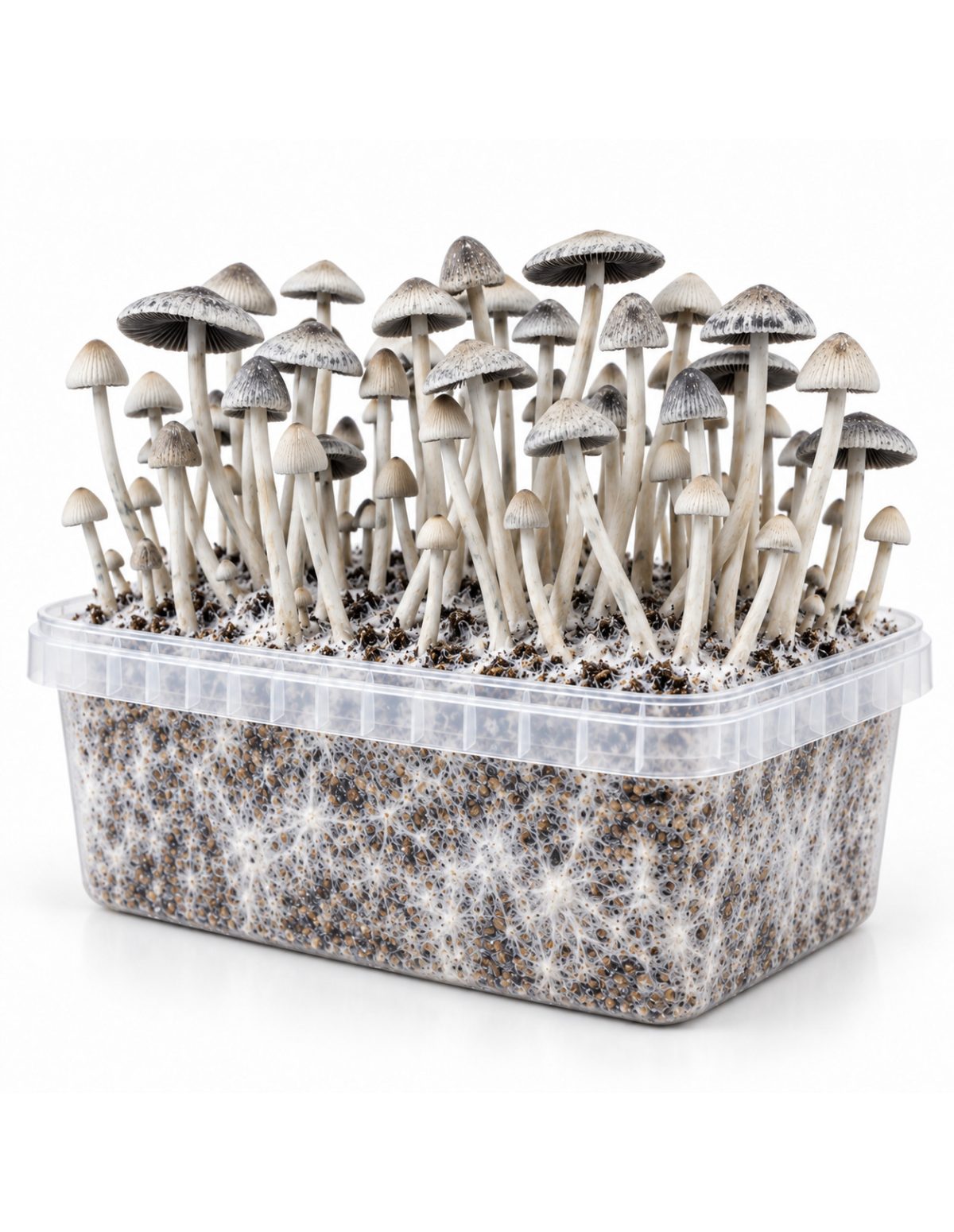 Growkit Panaeolus cyanescens BSRS – Mycotek – durchsichtige Kunststoffschale mit Myzel und Pilzen