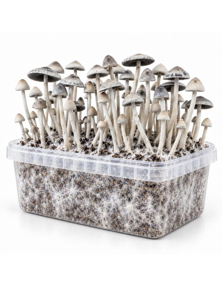 Growkit Panaeolus cyanescens BSRS – Mycotek – durchsichtige Kunststoffschale mit Myzel und Pilzen