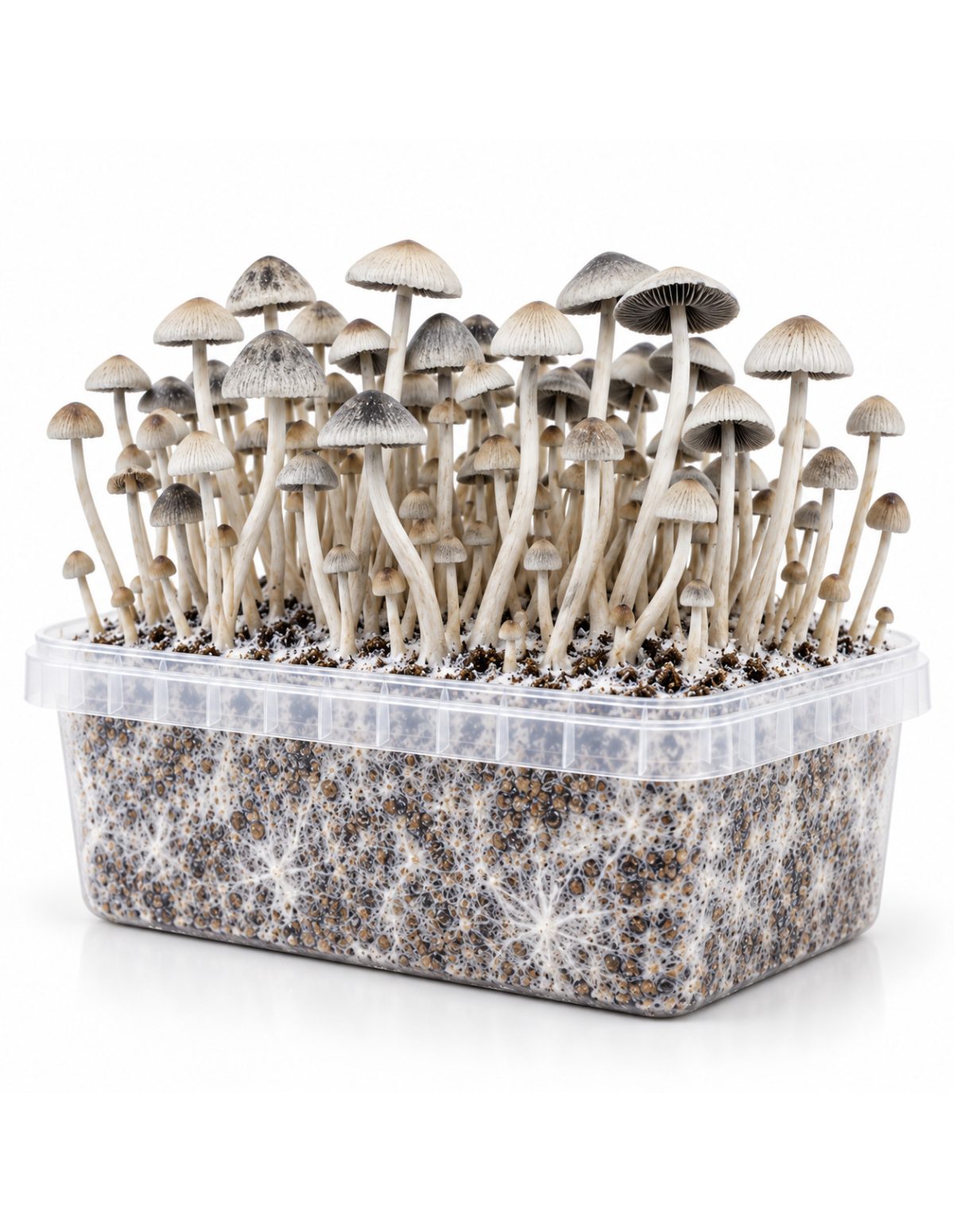 Growkit Panaeolus cyanescens BSRS – Mycotek – Kit mit Pilzen, Dreiviertelansicht