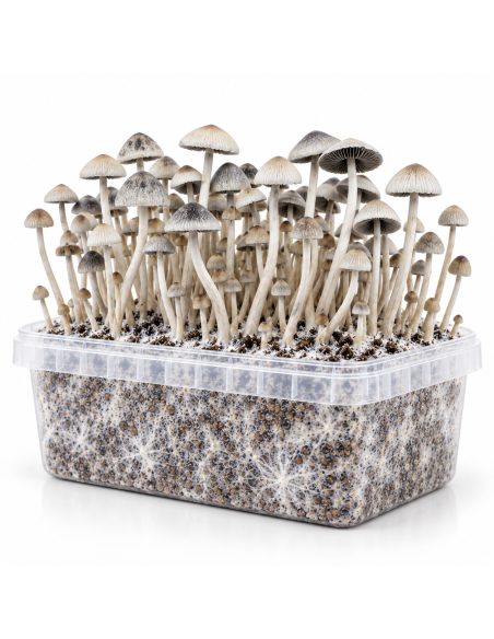 Growkit Panaeolus cyanescens BSRS – Mycotek – Kit mit Pilzen, Dreiviertelansicht