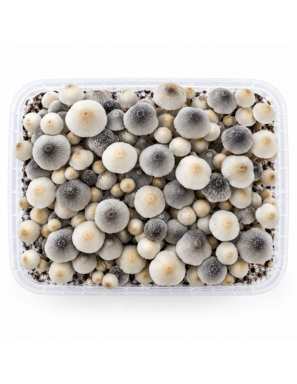 Growkit Panaeolus cyanescens BSRS – Mycotek – Kit von oben