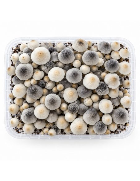 Growkit Panaeolus cyanescens BSRS – Mycotek – Kit von oben