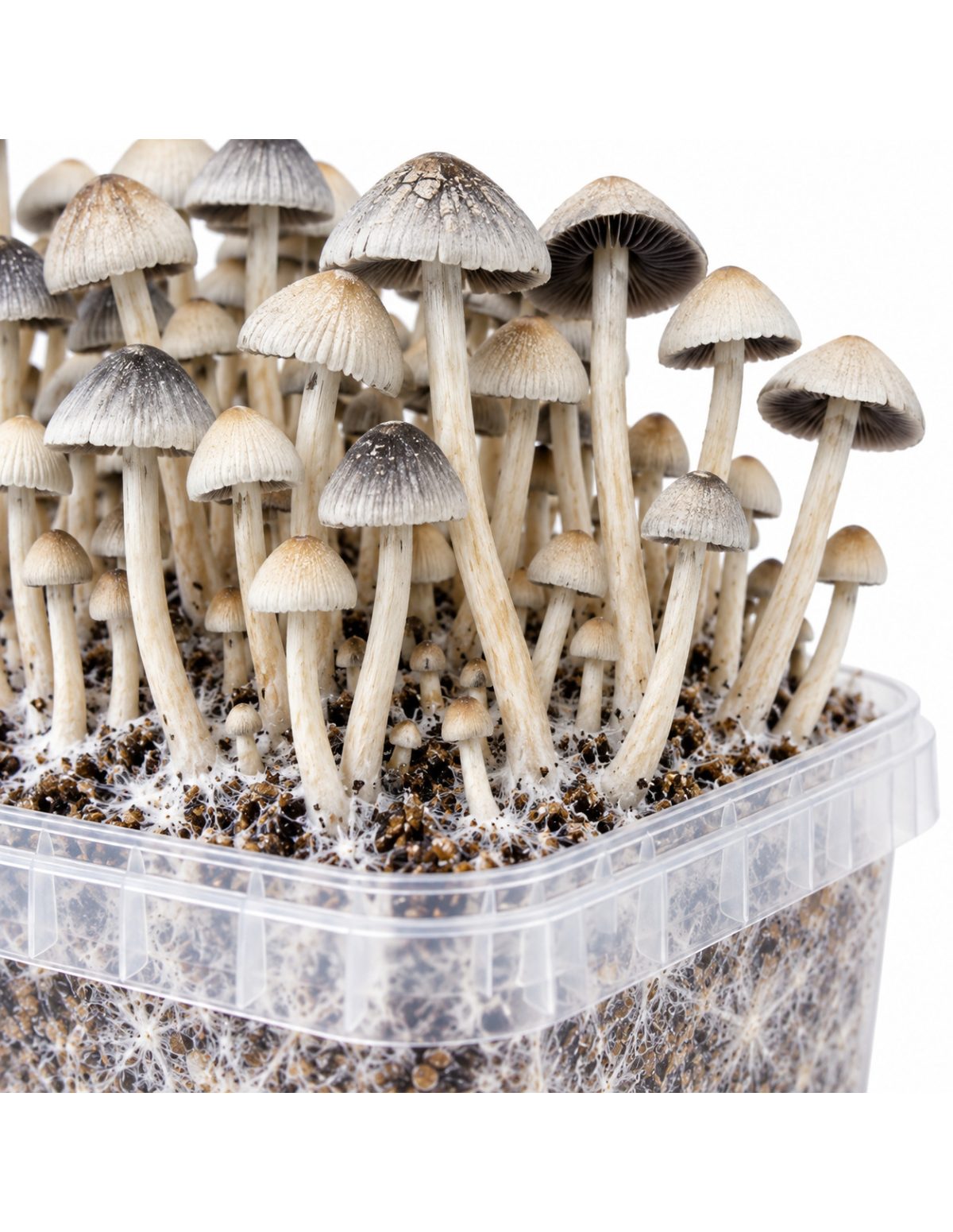 Growkit Panaeolus cyanescens BSRS – Mycotek – Detail der Hüte über dem Schalenrand