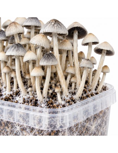 Growkit Panaeolus cyanescens BSRS – Mycotek – Detail der Hüte über dem Schalenrand