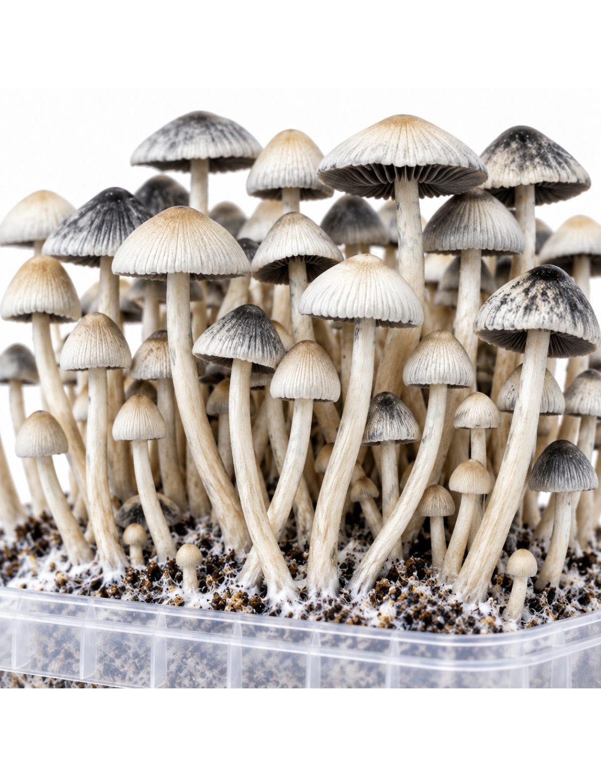 Growkit Panaeolus cyanescens BSRS – Mycotek – Nahaufnahme von Hüten und Stielen