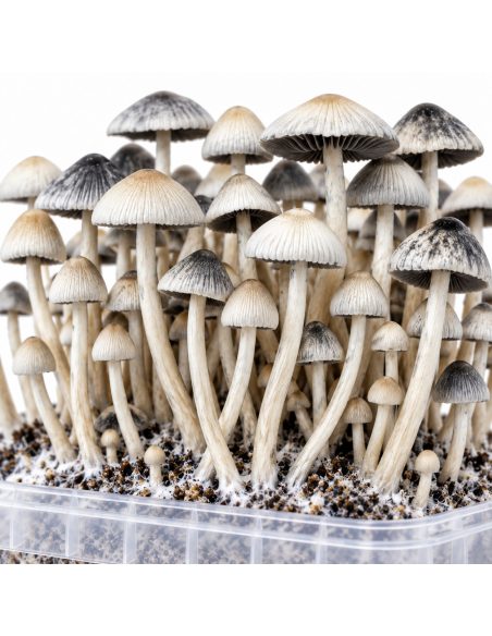 Growkit Panaeolus cyanescens BSRS – Mycotek – Nahaufnahme von Hüten und Stielen