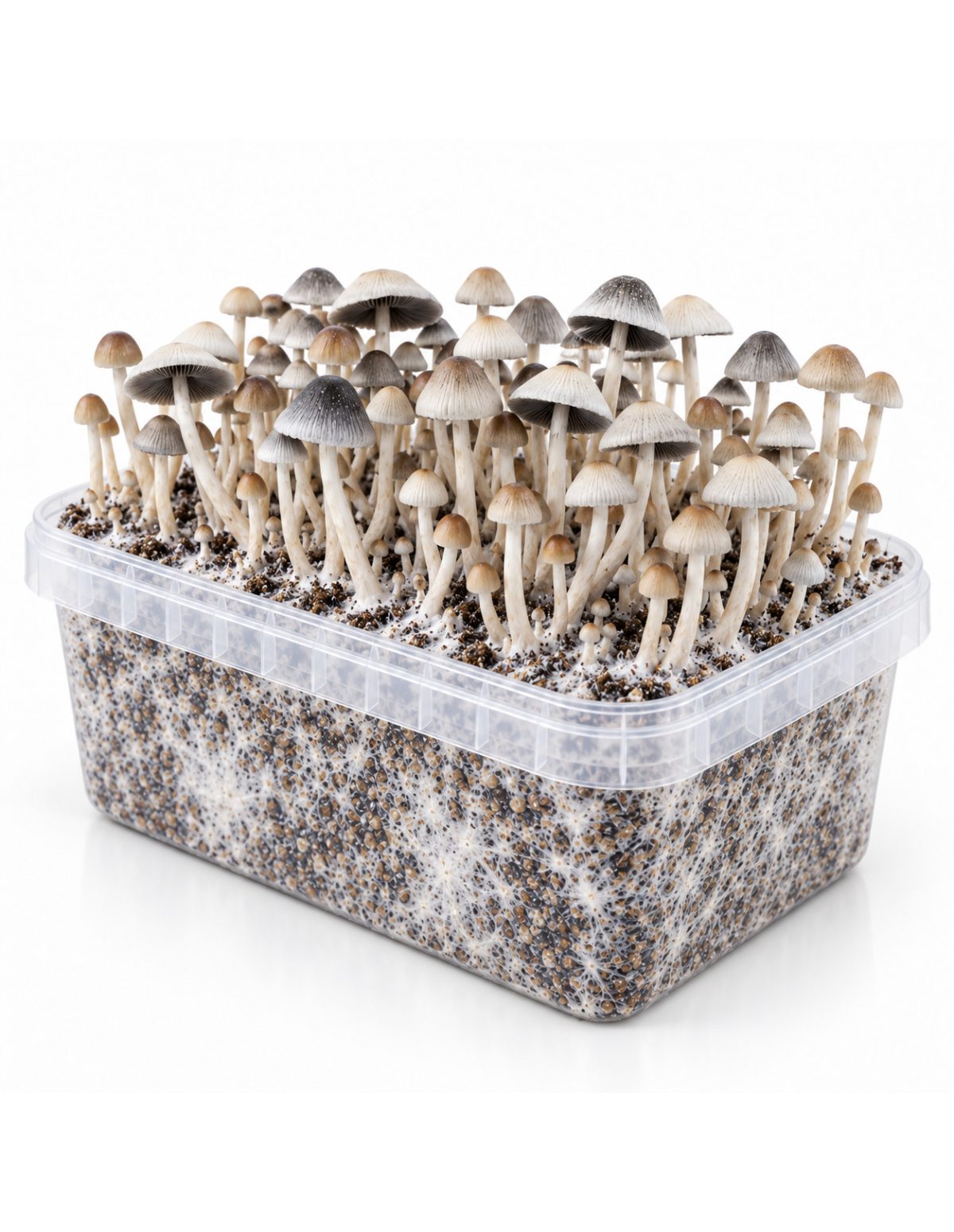 Growkit Panaeolus cyanescens BSRS – Mycotek – Kit mit dichtem Pilzbestand, Schrägansicht
