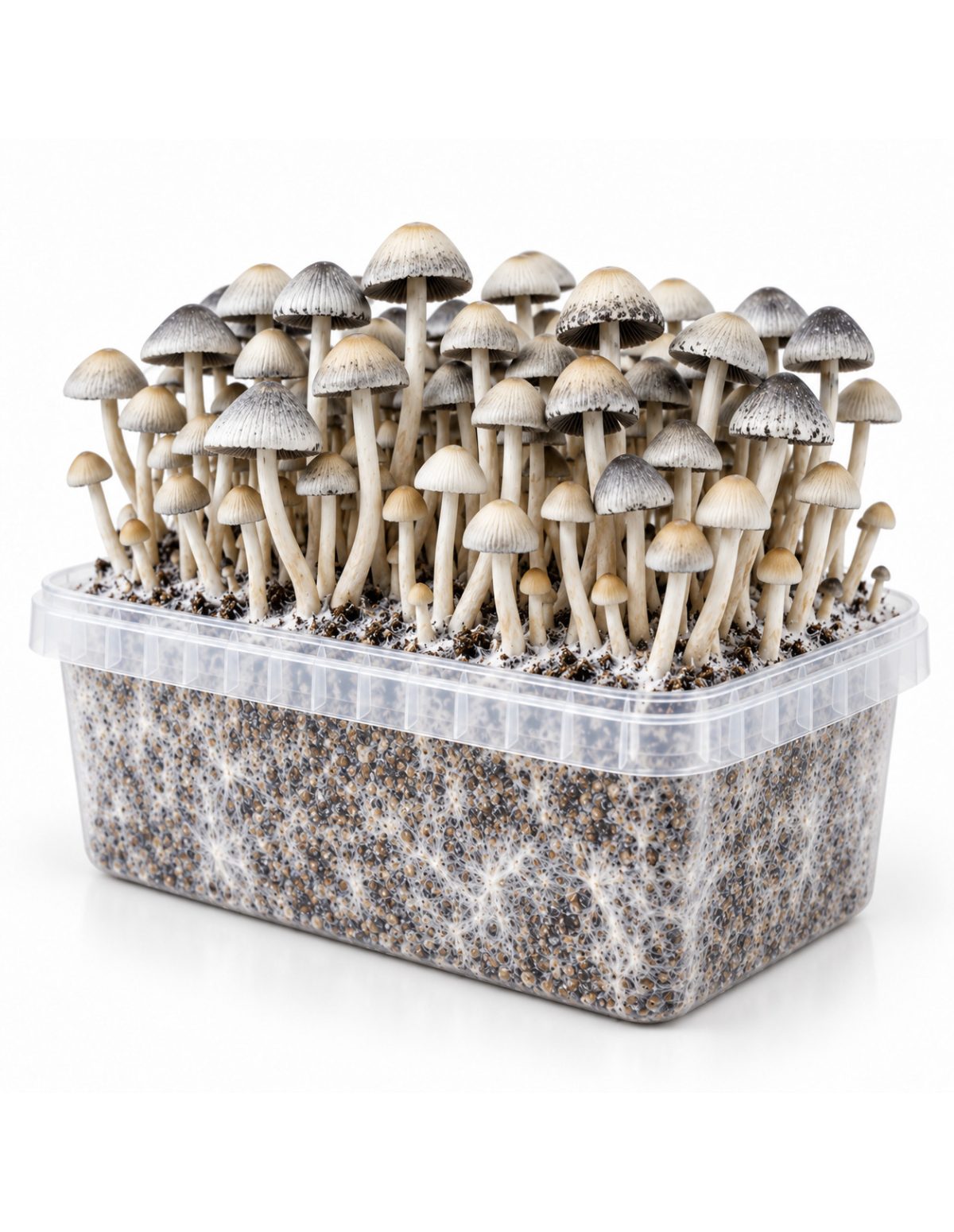 Growkit Panaeolus cyanescens BSRS – Mycotek – Kit mit Pilzen und sichtbarem Myzel
