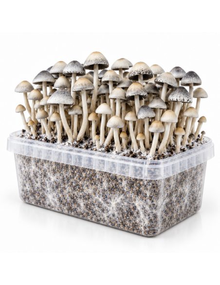 Growkit Panaeolus cyanescens BSRS – Mycotek – Kit mit Pilzen und sichtbarem Myzel