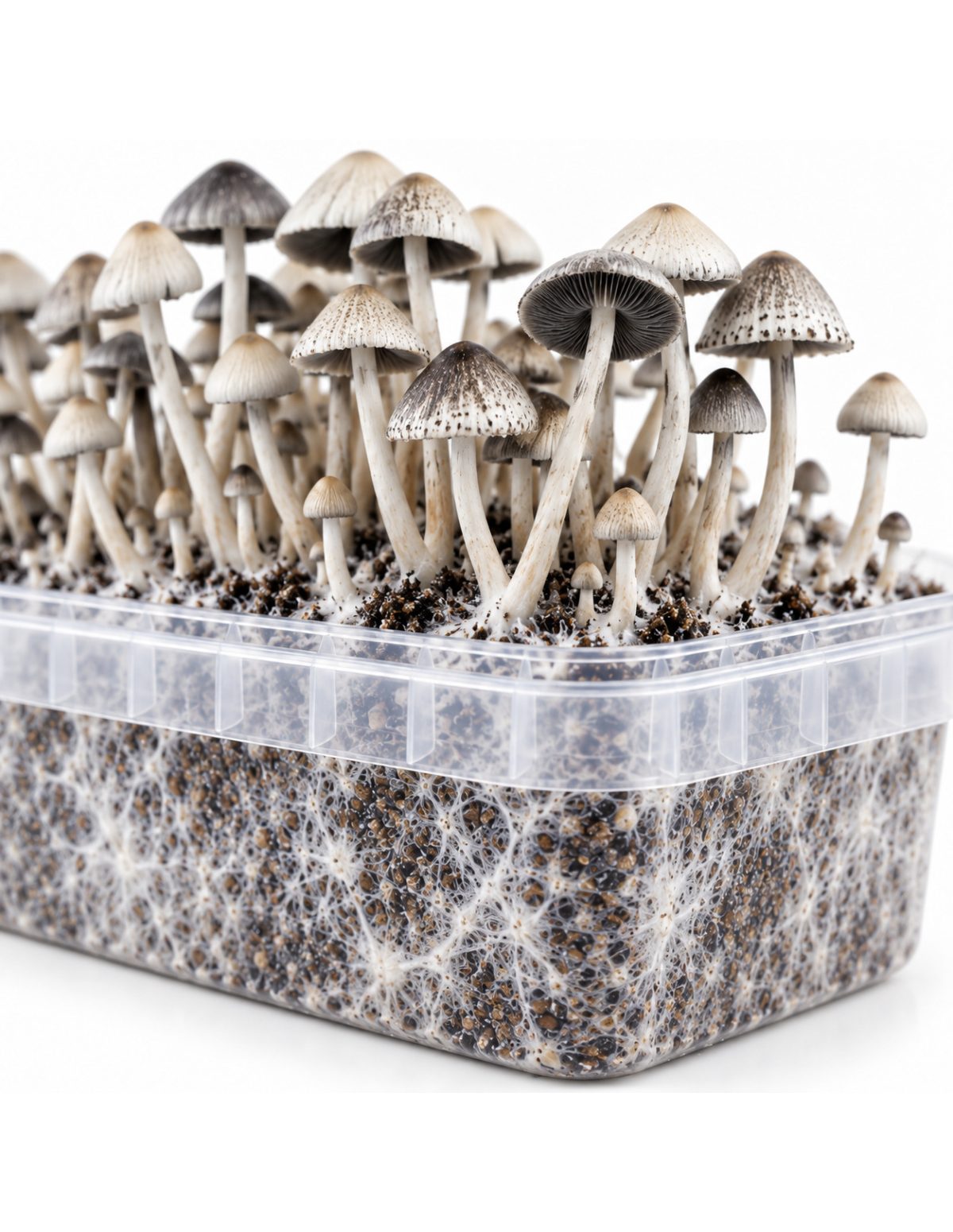 Growkit Panaeolus cyanescens BSRS – Mycotek – Detail von Schale und Substrat