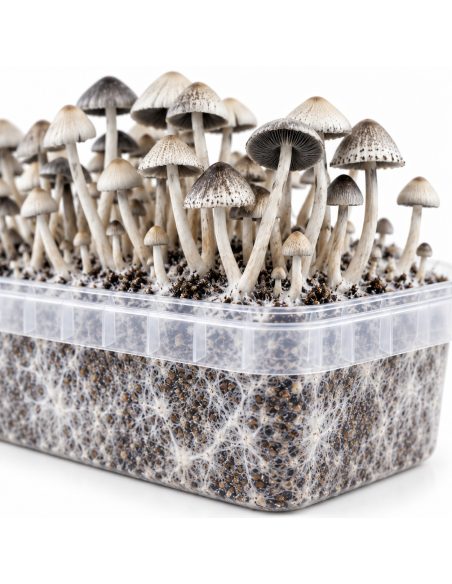 Growkit Panaeolus cyanescens BSRS – Mycotek – Detail von Schale und Substrat